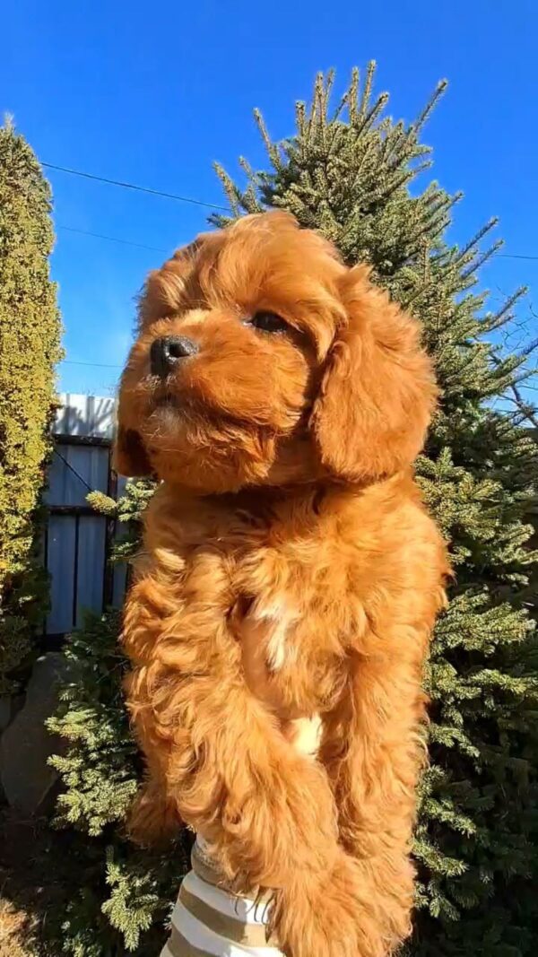 Kebbі Cavapoo Kebbі Cavapoo