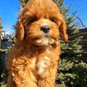 Kiner Cavapoo Kiner Cavapoo