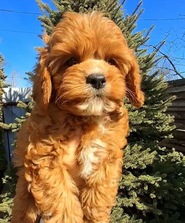 Kiner Cavapoo Kiner Cavapoo