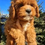 Kiner-male-cavapoo-puppy-for-sale-1 (2)