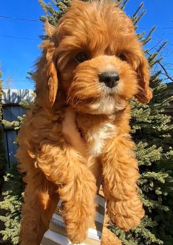 Kiner Cavapoo Kiner Cavapoo