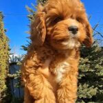 Kiner-male-cavapoo-puppy-for-sale-1 (3)