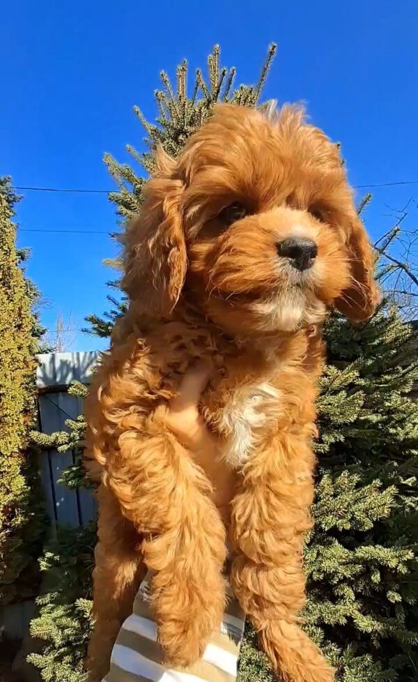 Kiner Cavapoo Kiner Cavapoo