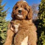 Kledi-female-cavapoo-puppy-for-sale-1 (1)