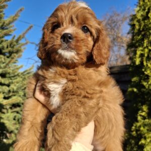 Kledi Cavapoo Kledi Cavapoo