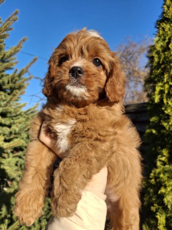 Kledi Cavapoo Kledi Cavapoo