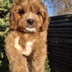 Kledi-female-cavapoo-puppy-for-sale-1 (2)
