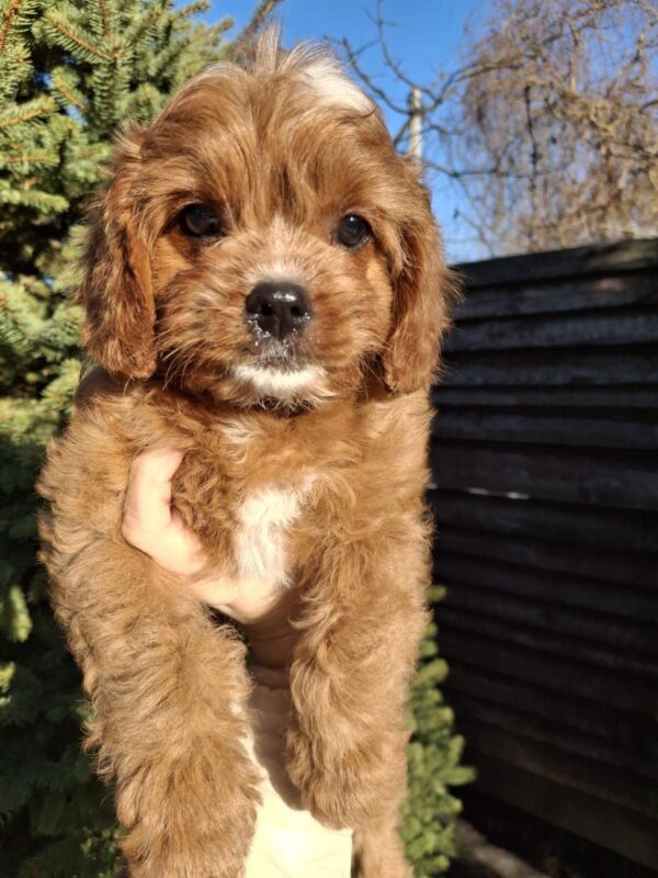 Kledi Cavapoo Kledi Cavapoo