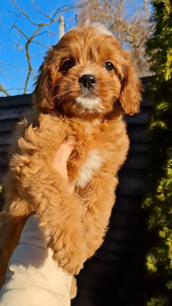 Kledi Cavapoo Kledi Cavapoo