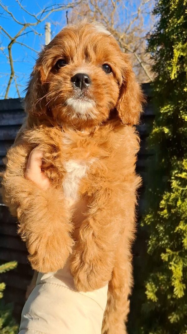 Kledi Cavapoo Kledi Cavapoo