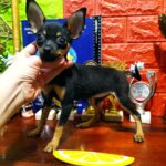 Koassa-female-Russian-Toy-puppy-for-sale-1