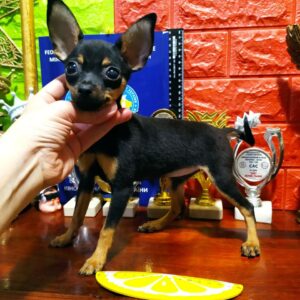 Koassa Russian Toy Terrier Koassa Russian Toy Terrier