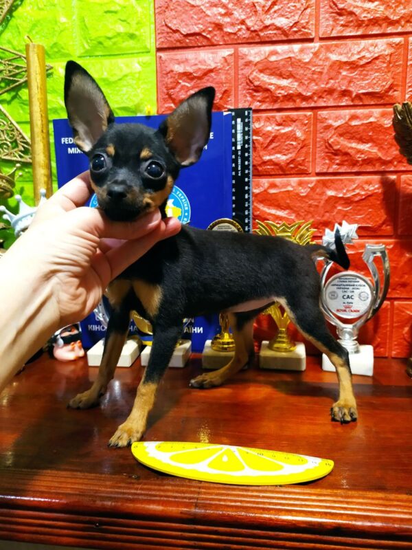 Koassa Russian Toy Terrier Koassa Russian Toy Terrier