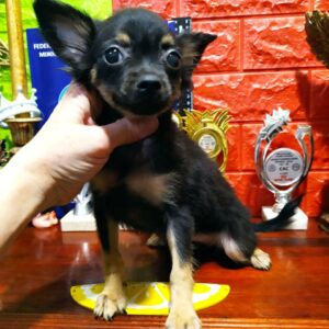 Kuana Russian Toy Terrier Kuana Russian Toy Terrier