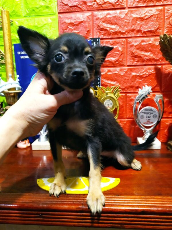 Kuana Russian Toy Terrier Kuana Russian Toy Terrier