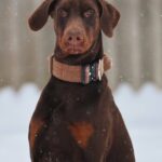 Larion-male-dobermann-puppy-for-sale-1