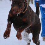 Larion-male-dobermann-puppy-for-sale-2