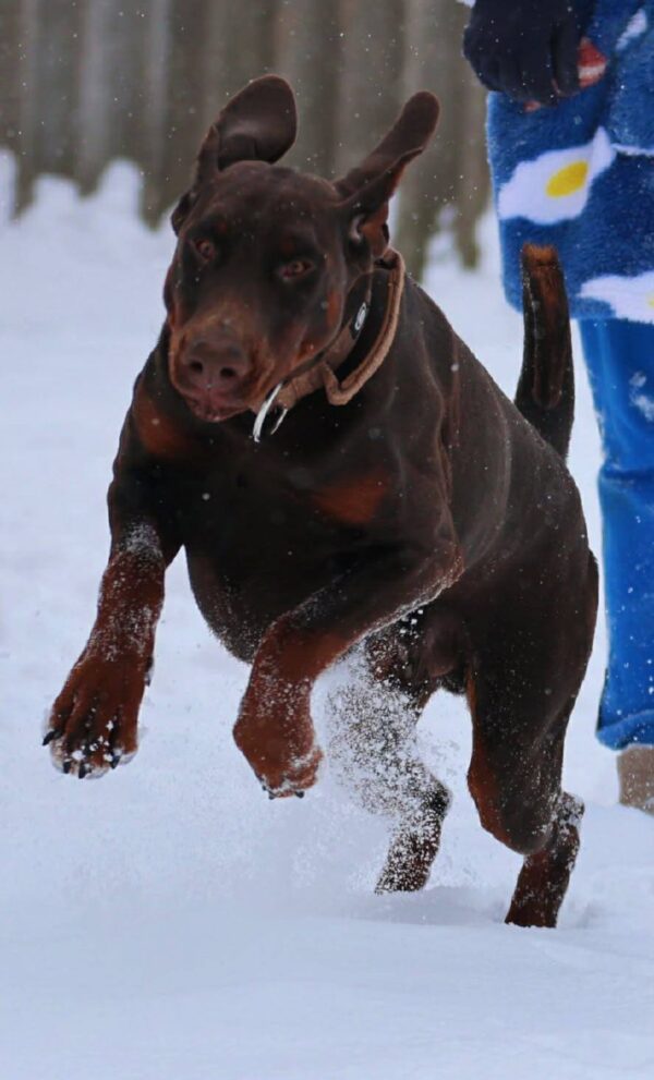 Larion Dobermann Larion Dobermann