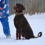 Larion-male-dobermann-puppy-for-sale-3