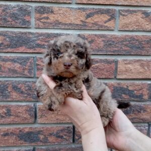 Larri Maltipoo Larri Maltipoo