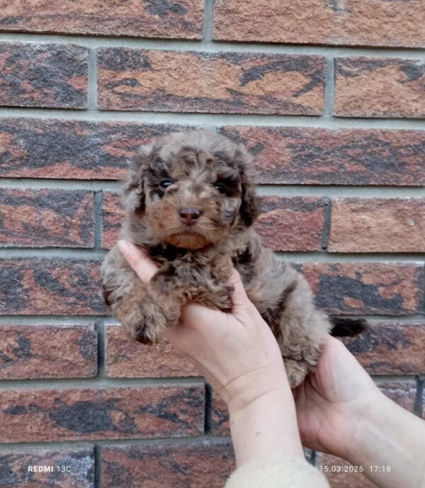 Larri Maltipoo Larri Maltipoo