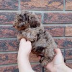 Larri-male-maltipoo-puppy-for-sale-1 (2)