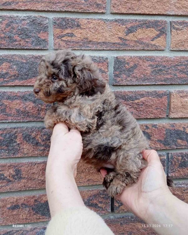 Larri Maltipoo Larri Maltipoo