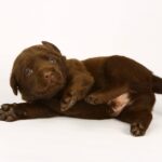 Laura-female-labrador-retriver-puppy-for-sale-1 (1)