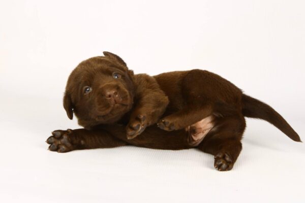 Laura Labrador Retriever Laura Labrador Retriever