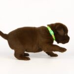 Laura-female-labrador-retriver-puppy-for-sale-1 (2)