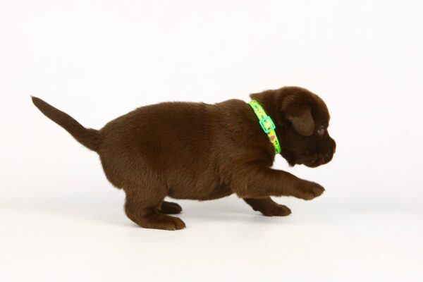 Laura Labrador Retriever Laura Labrador Retriever