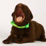 Laura-female-labrador-retriver-puppy-for-sale-1 (3)