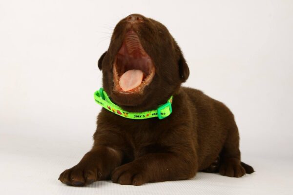 Laura Labrador Retriever Laura Labrador Retriever