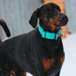 Leonard-male-dobermann-puppy-for-sale-1