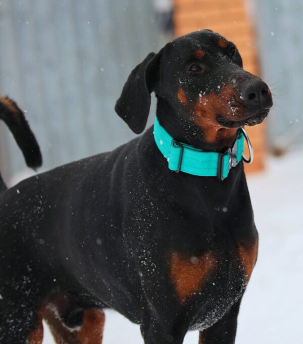 Leonard Dobermann Leonard Dobermann