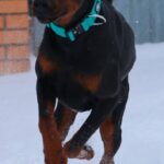 Leonard-male-dobermann-puppy-for-sale-2