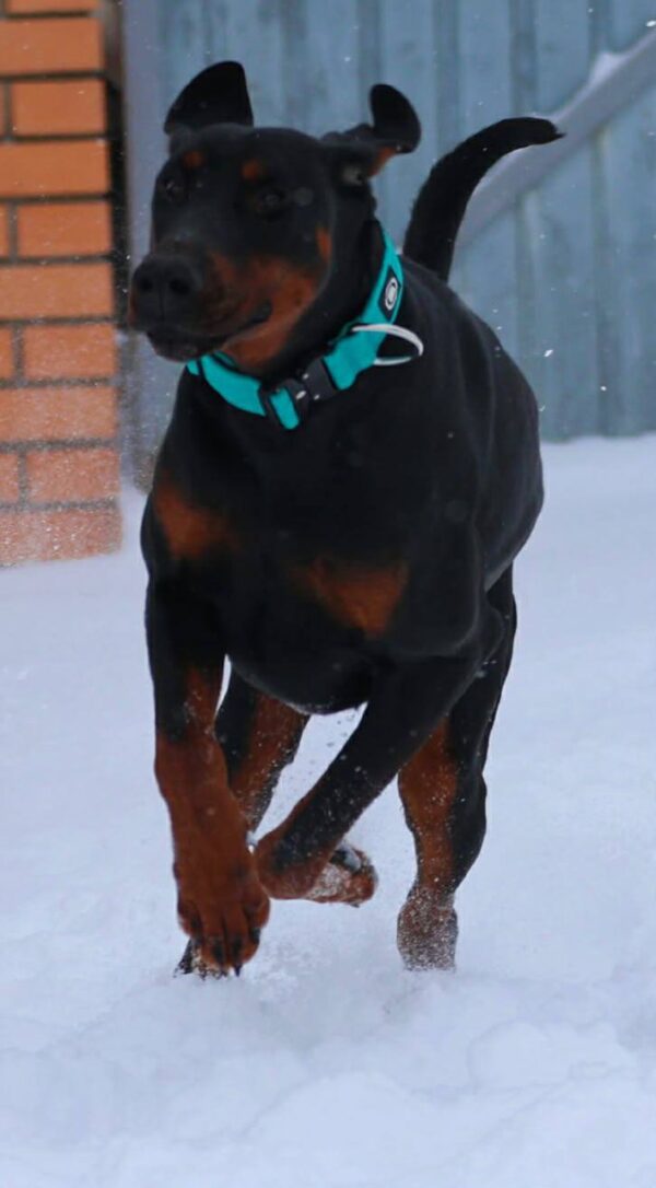 Leonard Dobermann Leonard Dobermann