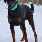 Leonard-male-dobermann-puppy-for-sale-3