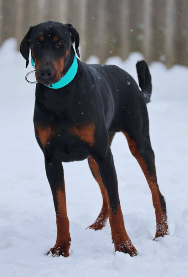 Leonard Dobermann Leonard Dobermann