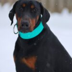 Leonard-male-dobermann-puppy-for-sale-4