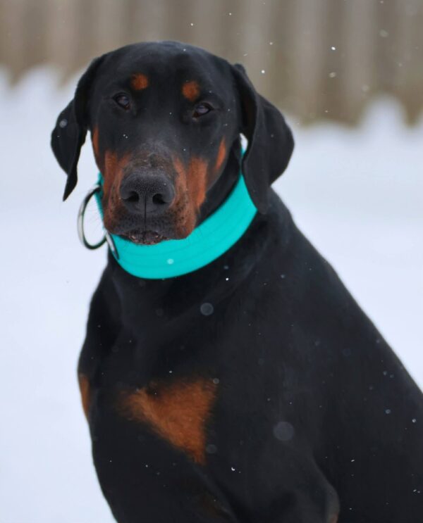 Leonard Dobermann Leonard Dobermann