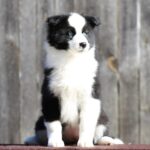 Liada-female-Yakutian-Laika-puppy-for-sale-1