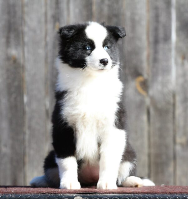 Liada Yakutian Laika Liada Yakutian Laika