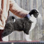 Liada-female-Yakutian-Laika-puppy-for-sale-2