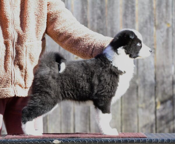 Liada Yakutian Laika Liada Yakutian Laika