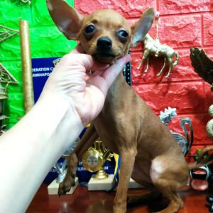 Liastra Russian Toy Terrier Liastra Russian Toy Terrier