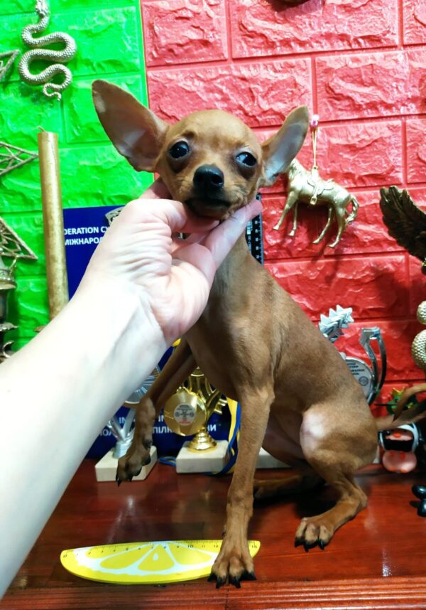 Liastra Russian Toy Terrier Liastra Russian Toy Terrier