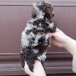 Lila-female-maltipoo-puppy-for-sale-1 (1)
