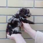 Lila-female-maltipoo-puppy-for-sale-1 (2)