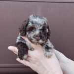 Lila-female-maltipoo-puppy-for-sale-1 (3)